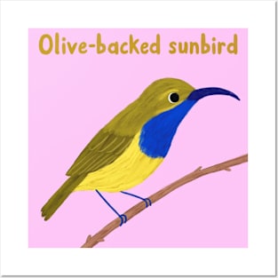 Olive-backed sunbird Posters and Art